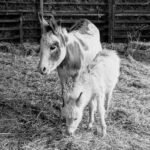 Donkey & Donkey