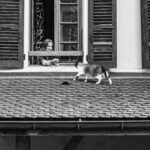 The Rooftop Encounter