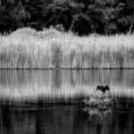 Solitude of the Wings