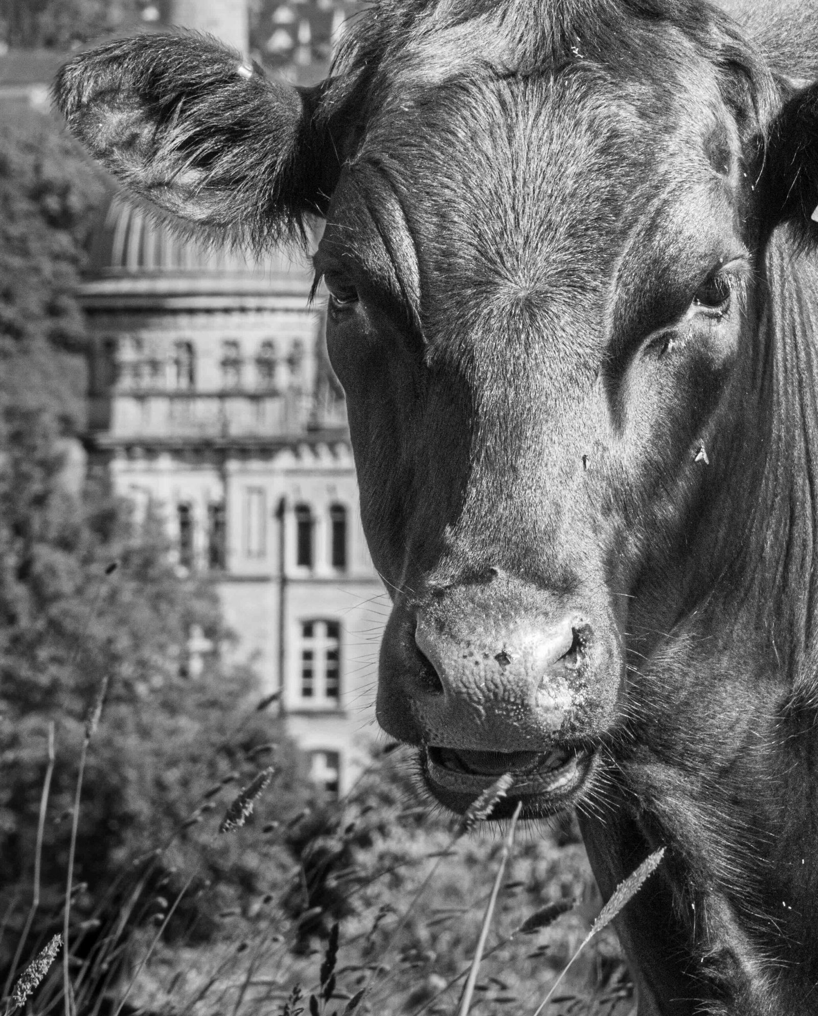Rural Majesty