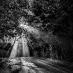 Light Through the Trees