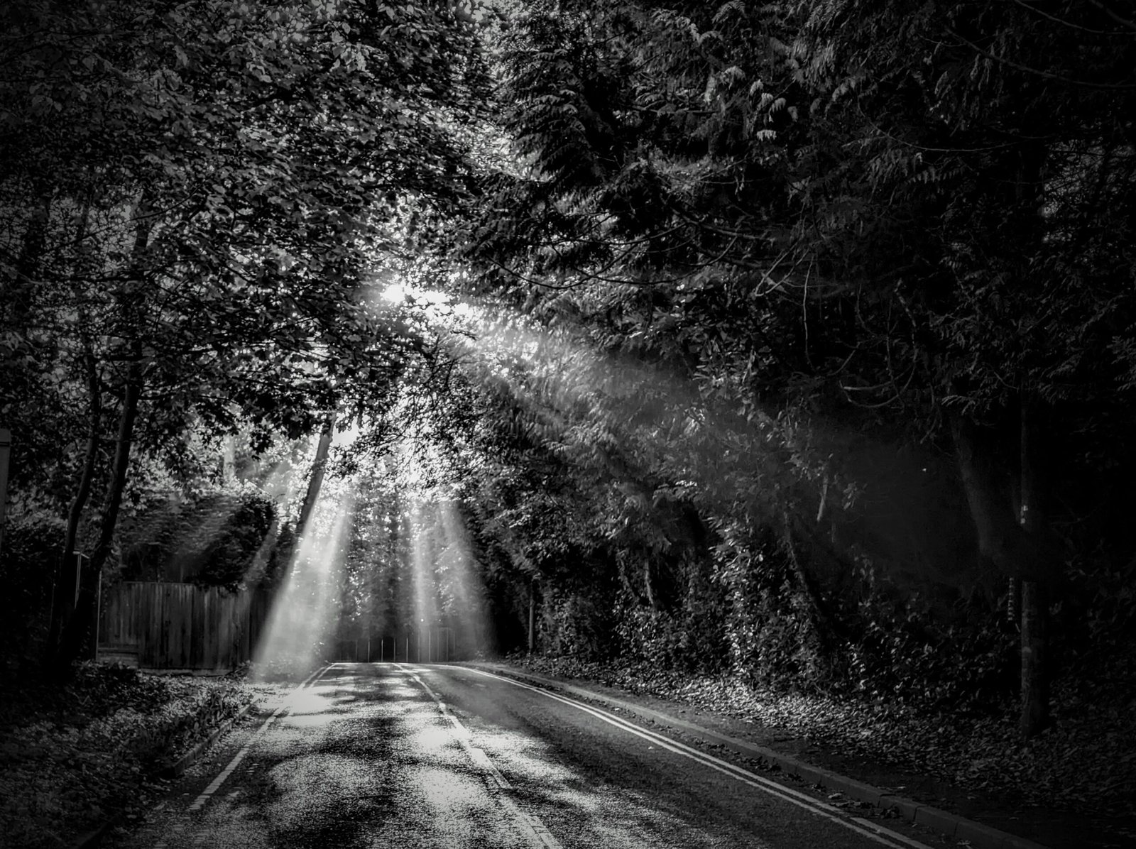 Light Through the Trees